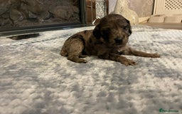 Cockapoo dogs for sale: 5 ⭐️ Cockapoo Puppies for 5 ⭐️ homes only - Image 8