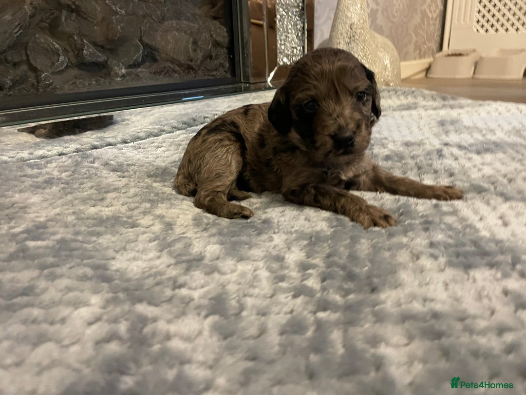 Cockapoo dogs for sale: 5 ⭐️ Cockapoo Puppies for 5 ⭐️ homes only - Image 8