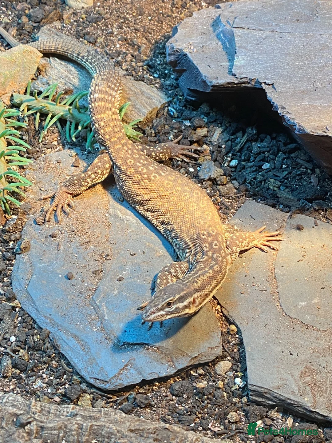 Monitor reptiles for sale: Hand Tame Male Ackie Monitor with full setup - Advert 2