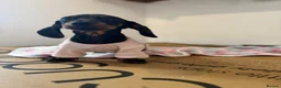 Miniature Dachshund dogs for sale: Adorable Miniature Dachshund Girl in Enfield - Advert 8