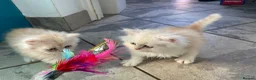 Persian cats for sale: Persian kittens in Rugby - Advert 25