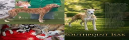 Whippet dogs for sale: KC registered whippet girl puppy - Advert 2