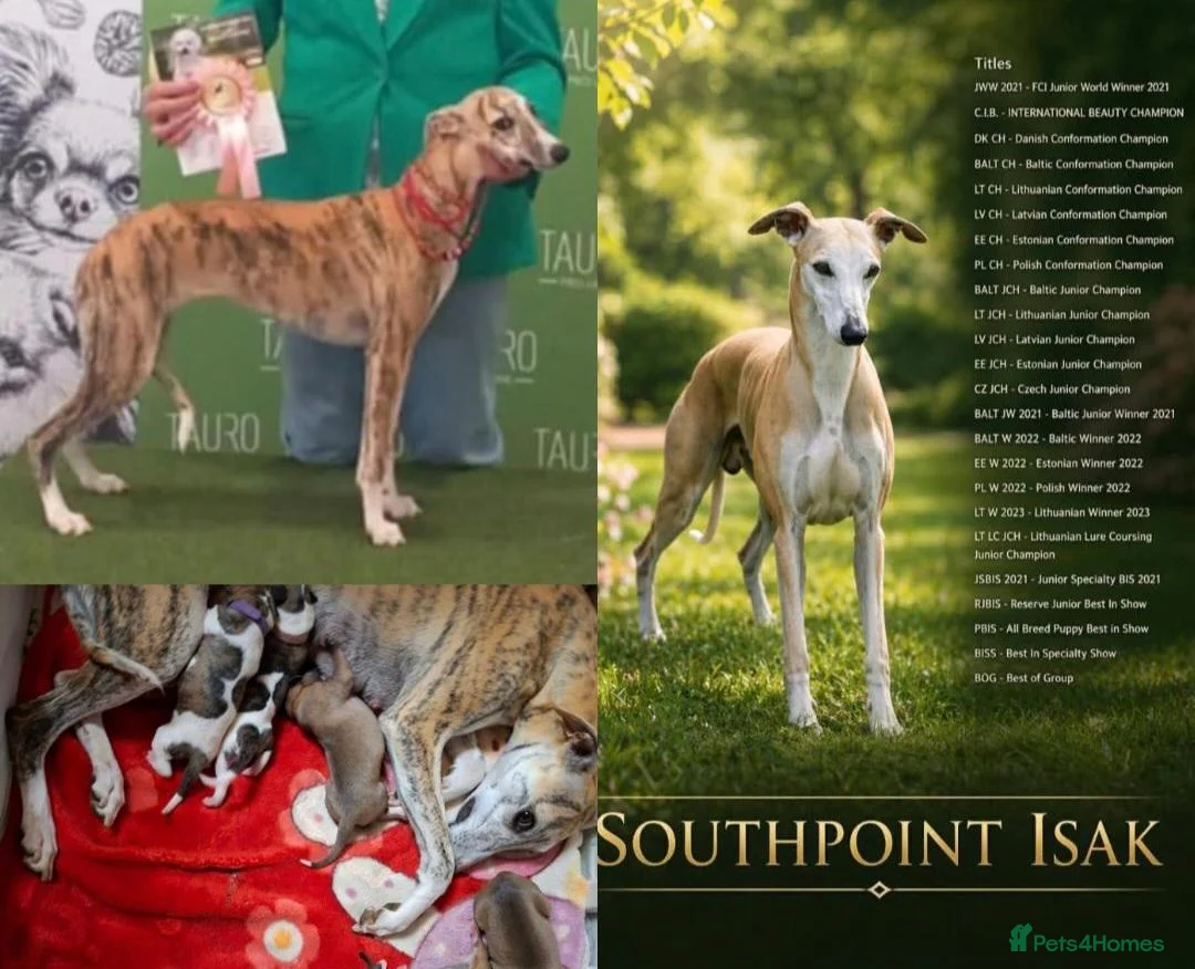 Whippet dogs for sale: KC registered whippet girl puppy - Advert 2