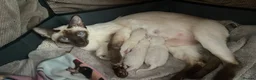 Siamese cats for sale: Traditional Siamese Kittens – 5 Available in Llanelli - Advert 2