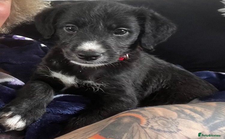 Mixed Breed dogs F1 whippet x bedlington  - Advert 9