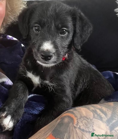 Mixed Breed dogs F1 whippet x bedlington - Advert 9