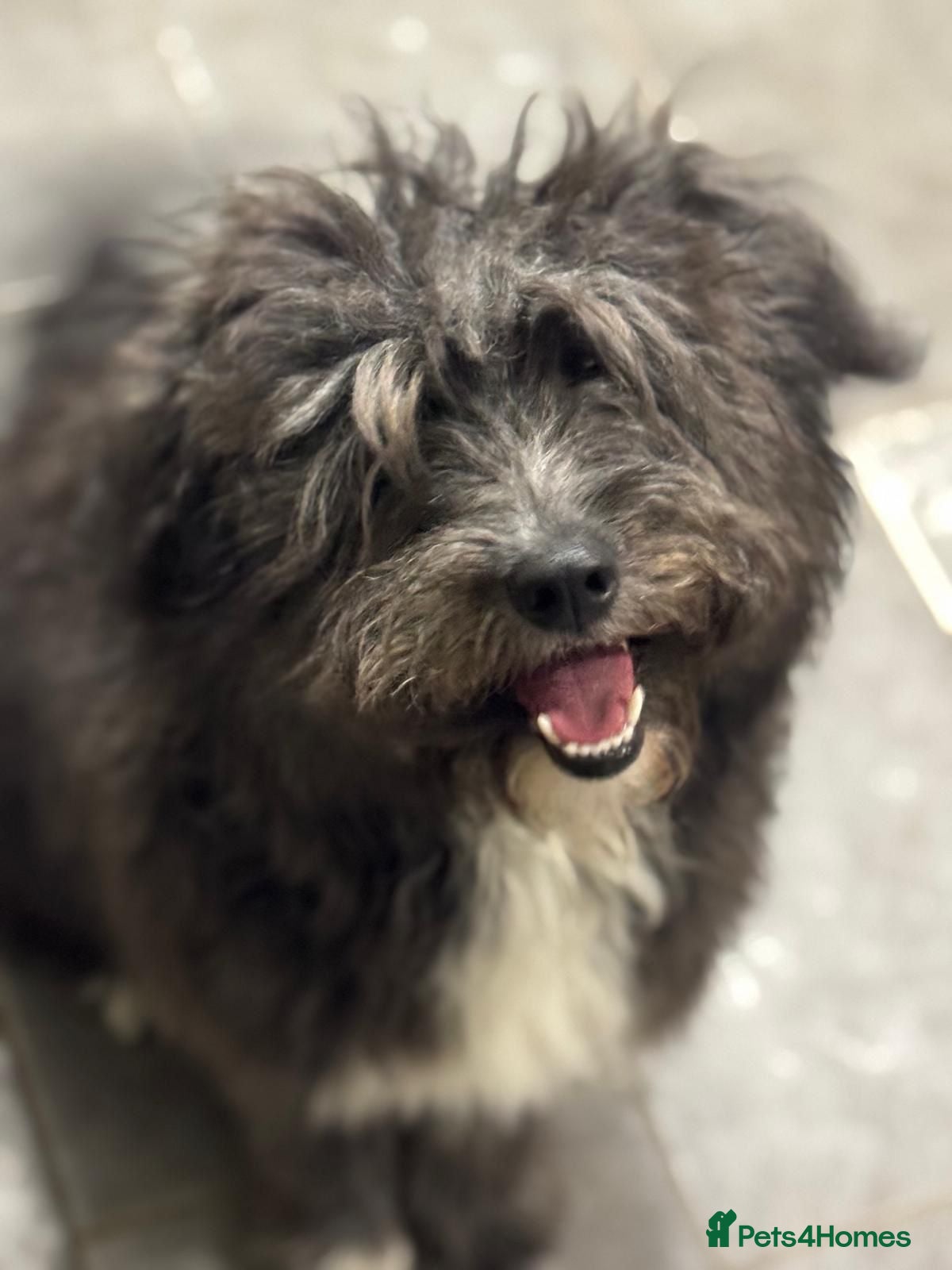 Mixed Breed dogs Beautiful Jennifer needs a loving home - Advert 5