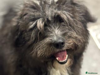 Mixed Breed dogs Beautiful Jennifer needs a loving home - Advert 5