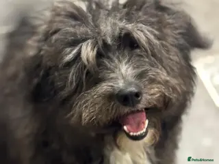 Mixed Breed dogs Beautiful Jennifer needs a loving home - Advert 9