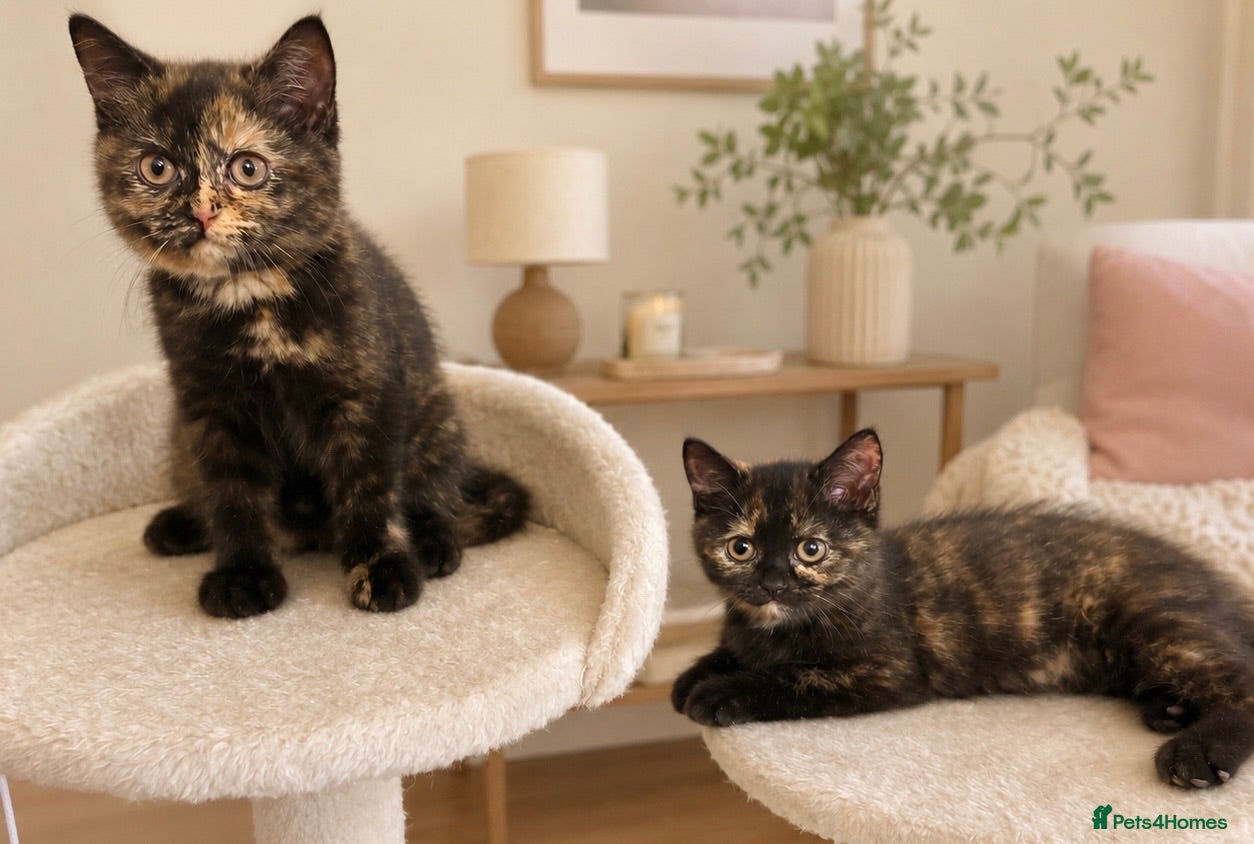 British Shorthair cats 2 girls / GCCF - BSH - looking for forever homes  - Advert 5