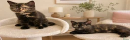 British Shorthair cats for sale: GCCF - BSH Girls - looking for forever homes  - Advert 10