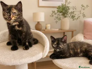 British Shorthair cats 2 girls / GCCF - BSH - looking for forever homes - Advert 5