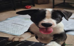 Mixed Breed dogs for sale: 🐶 Staffy x Japanese Akita Puppies 🐶 in Weston-super-Mare - Image 11