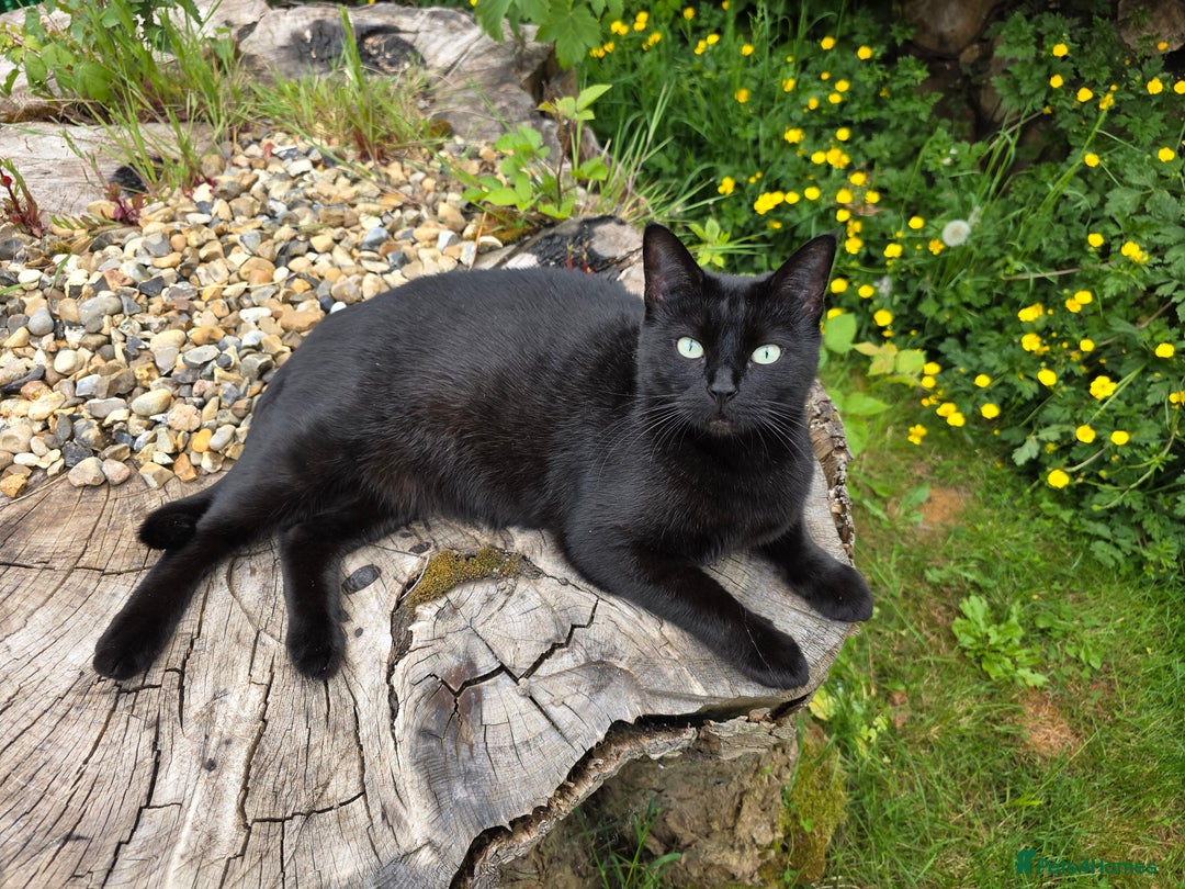Mixed Breed cats for sale: Bengal cross. And ghost blacks - Image 6