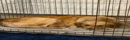 Golden Retriever dogs for sale: Stunning KC boy ready to leave soon  in Bishop Auckland - Advert 1