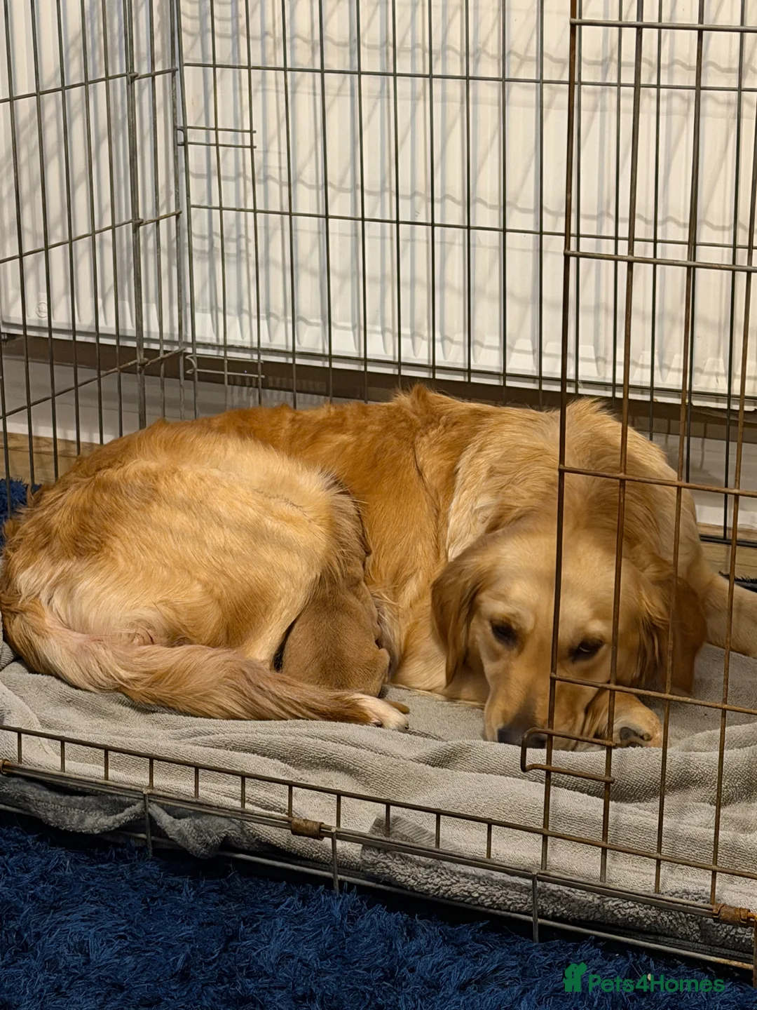 Golden Retriever dogs for sale: Stunning KC boy ready to leave soon  in Bishop Auckland - Advert 1