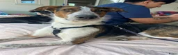 Mixed Breed dogs for adoption: 🐶Rex the perfect pack companion 😍  - Advert 19