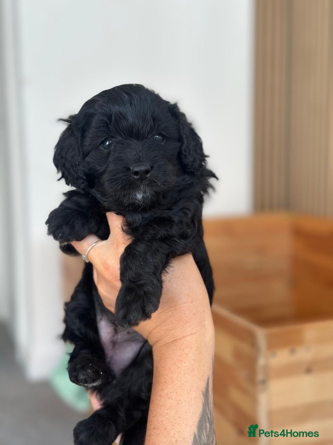 Cavapoo dogs for sale: BEAUTIFUL Toy Cavapoos! - Image 24
