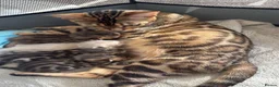 Bengal cats for sale: BEAUTIFUL BABY BENGALS FOR SALE  - Advert 19