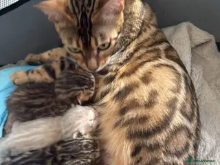 Bengal cats Maya’s Pure Bengal Kittens For Sale - Advert 4