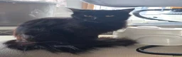 Mixed Breed cats for sale: Mixed kittens  - Advert 22