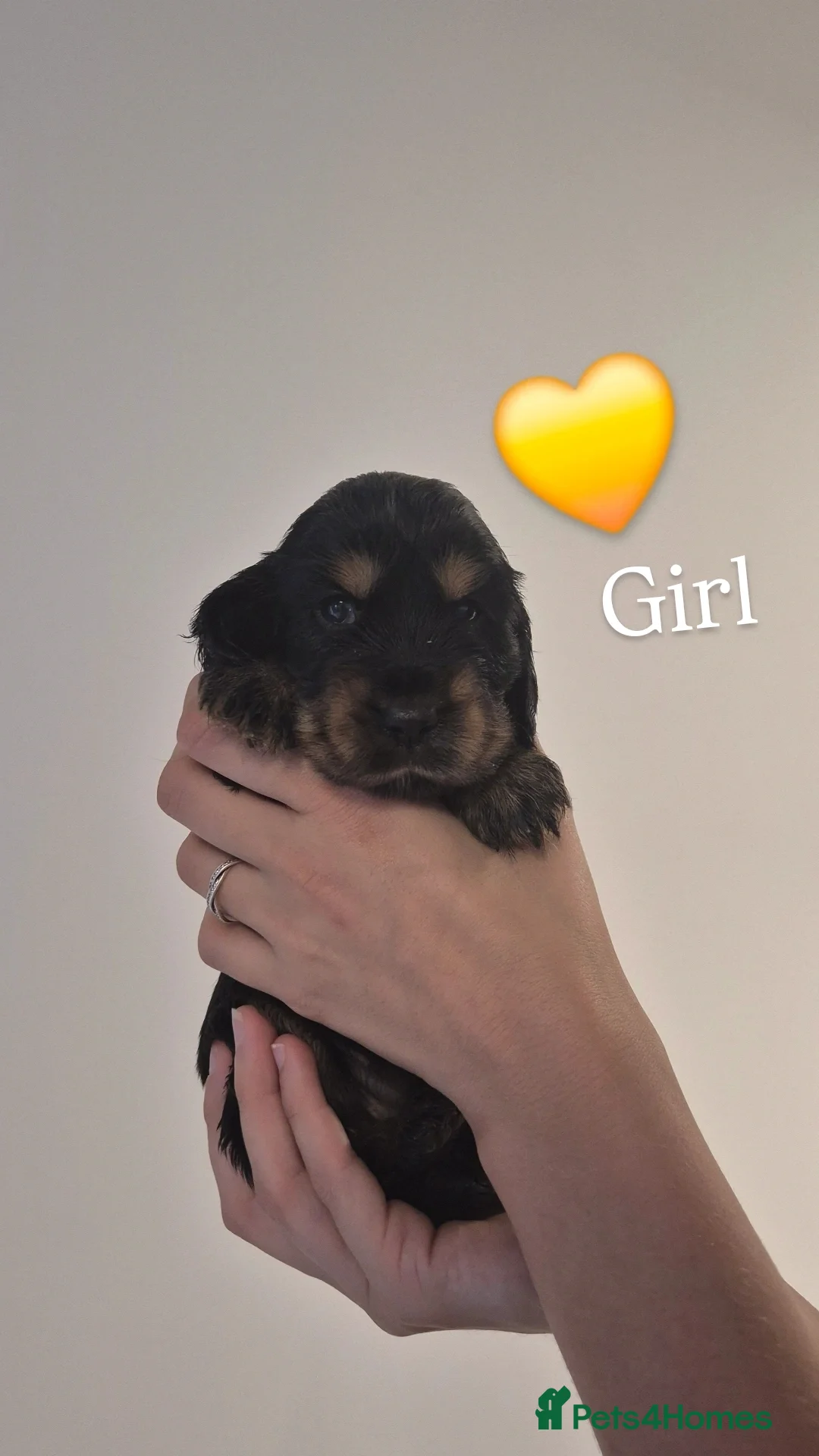Cocker Spaniel dogs for sale: Kc show cocker spaniel puppies - Image 1