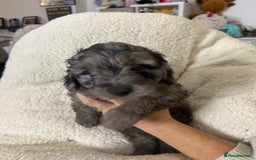 Cockapoo dogs for sale: ONLY 2  LEFT OUTSTANDING TINY MINITURE COCKAPOOS  - Image 15