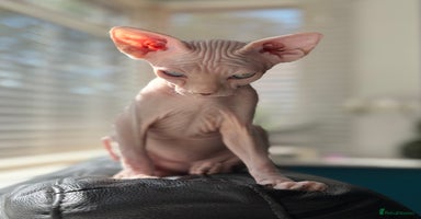 Sphynx cats - Advert 7