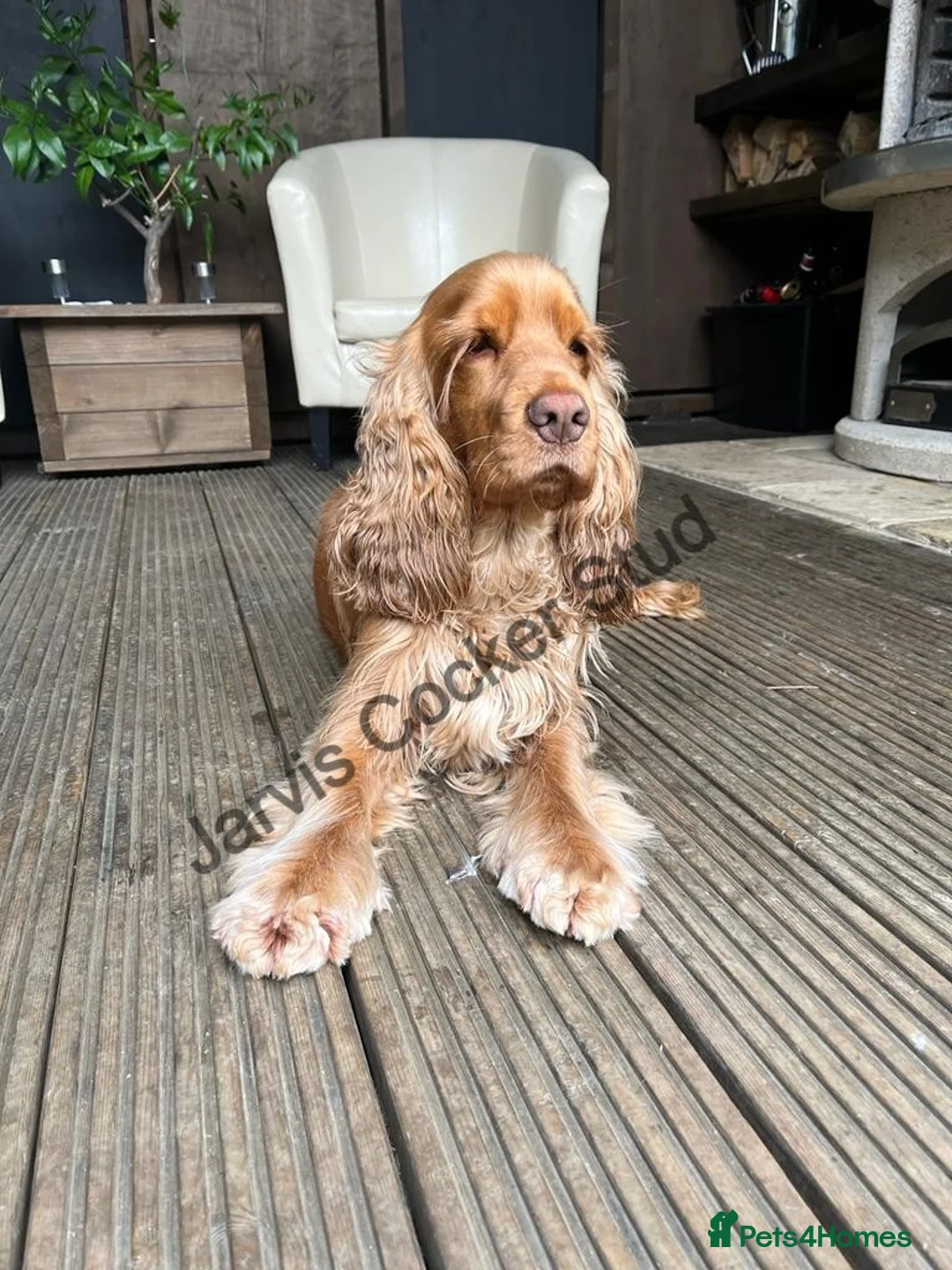 Cocker Spaniel dogs for stud: EXTENSIVELY Health Tested KC Show Cocker STUD in Chesterfield - Advert 4