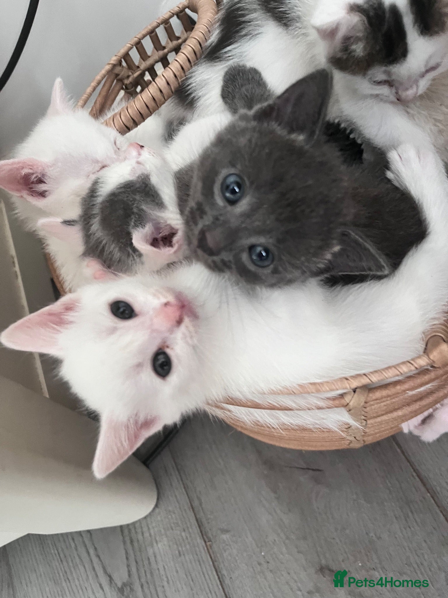 Mixed Breed cats Pure Grey, Pure white and Mixed Kittens  - Advert 1