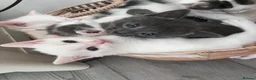 Mixed Breed cats for sale: Pure Grey, Pure white and Mixed Kittens  - Advert 1