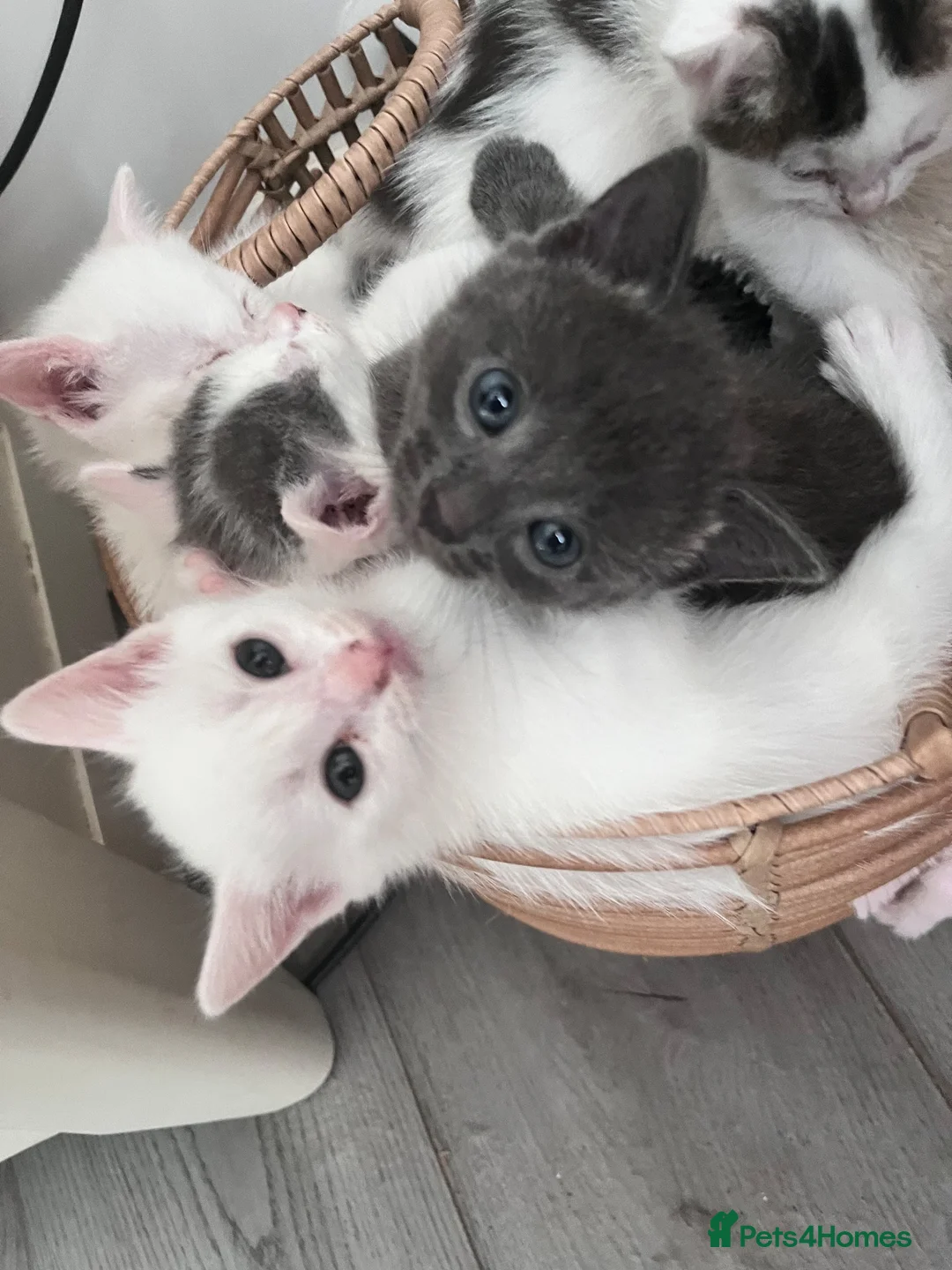Mixed Breed cats for sale: Pure Grey, Pure white and Mixed Kittens  - Advert 1