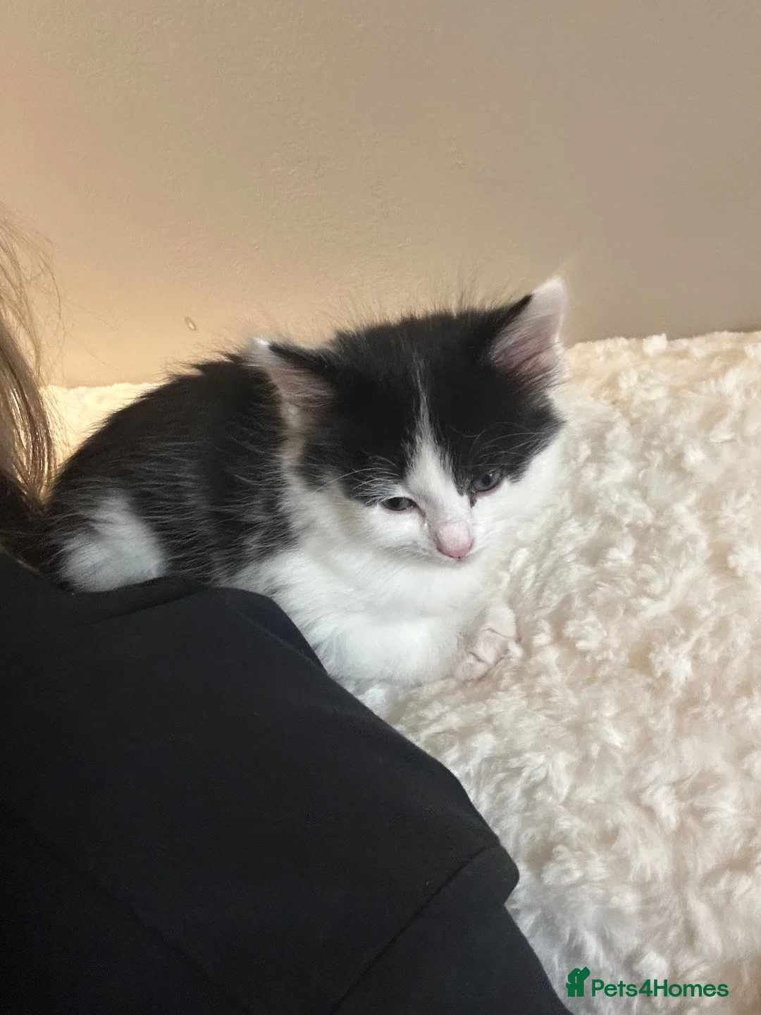 Mixed Breed cats for sale: Fluffy mixed breed kittens in Bolton - Advert 2