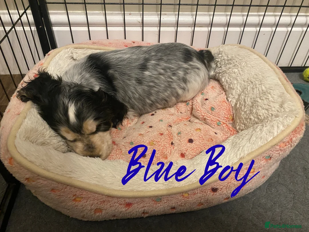 Cocker Spaniel dogs for sale: Stunning Litter of Show Cocker Spaniels  - Advert 35