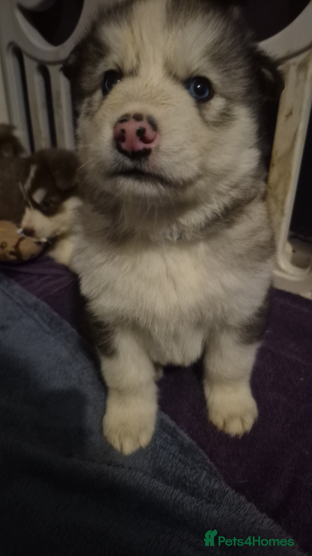 Alaskan Malamute dogs for sale: Beautiful husky malmute puppies ready NOW  - Advert 11