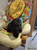 Shihpoo dogs - Advert 4