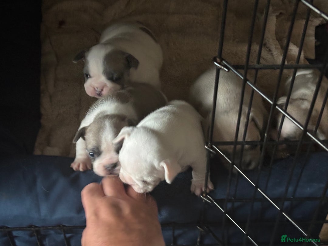 French Bulldog dogs for sale: Beautiful KC Reg French Bulldog Pups - Image 5