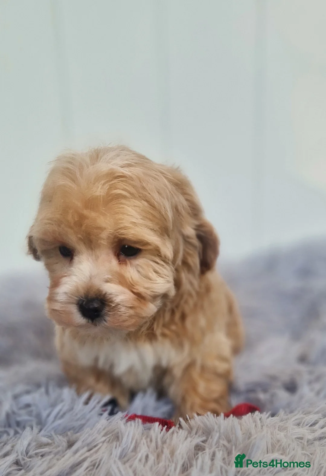 Maltipoo dogs for sale:  Beautiful health clear Maltipoo's - Advert 14