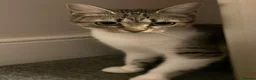 Domestic Shorthair cats for sale: Good Home - Advert 3