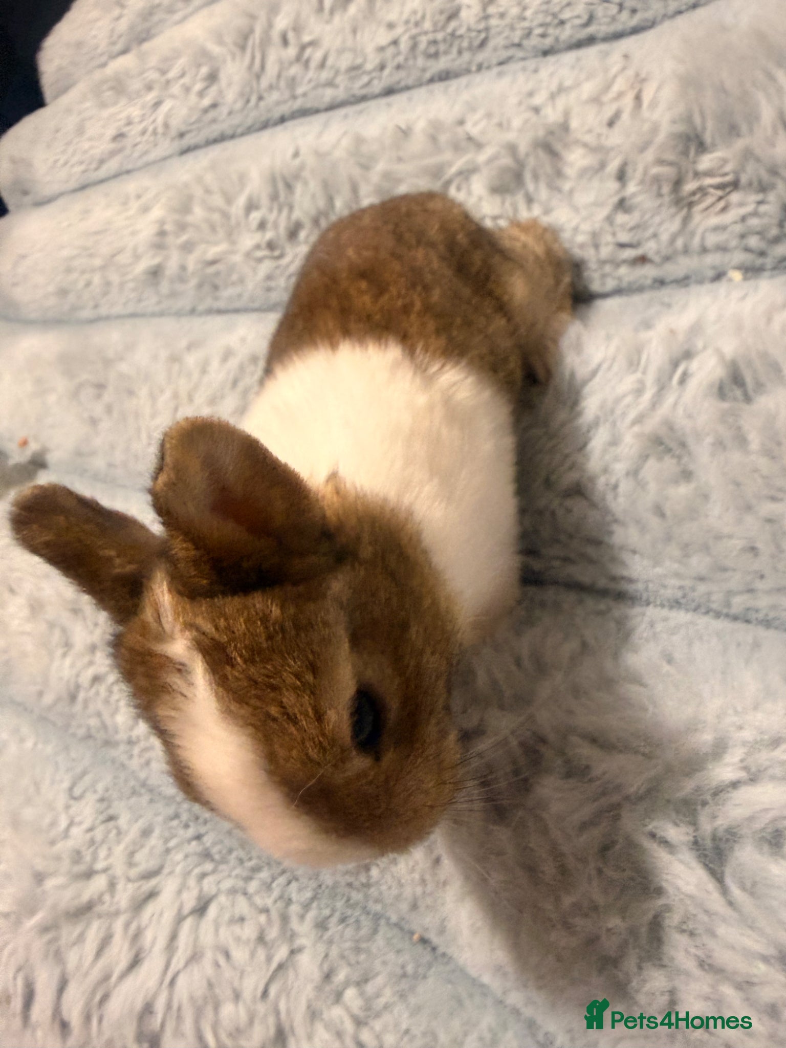 Mixed Breed rabbits for sale: Bunnies for sale - Advert 10