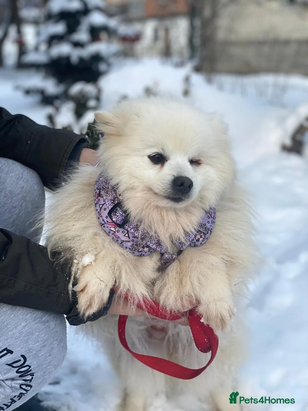Pomeranian dogs for adoption: ❤️🐶 MILKY – A Soft White Snow Princess in Burton-on-Trent - Advert 10