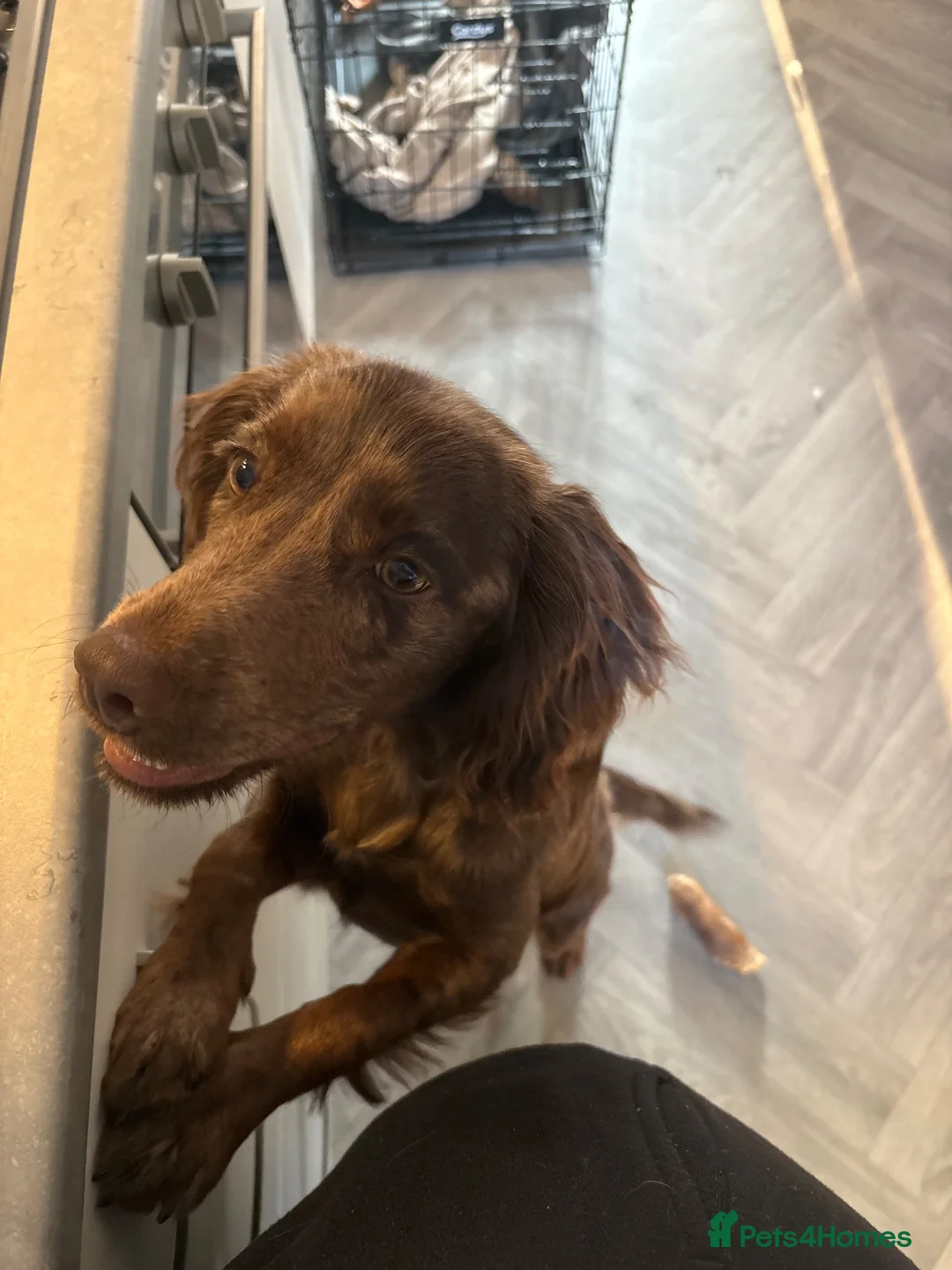 Cocker Spaniel dogs for sale: Rehoming Kobi - Advert 7
