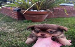 Chihuahua dogs for sale: *** Amazing quality very small Chihuahua’s *** - Image 10