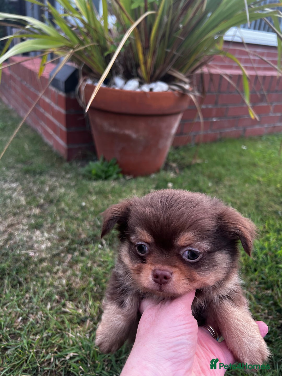 Chihuahua dogs for sale: *** Amazing quality very small Chihuahua’s *** - Image 10