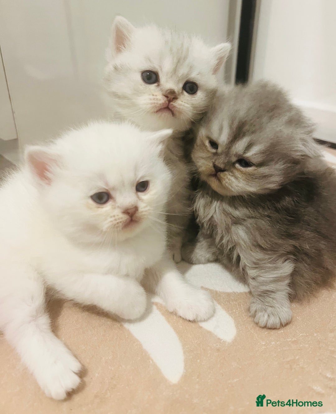 Scottish Fold cats for sale: Scottish straight and fold kittens - Advert 1
