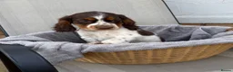 Cocker Spaniel dogs for sale: Cocker spaniel puppy  - Advert 8