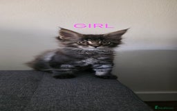 Maine Coon cats for sale: PURE BREED MAINE COONS KITTENS  - Image 2