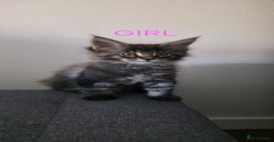 Maine Coon cats - Advert 3