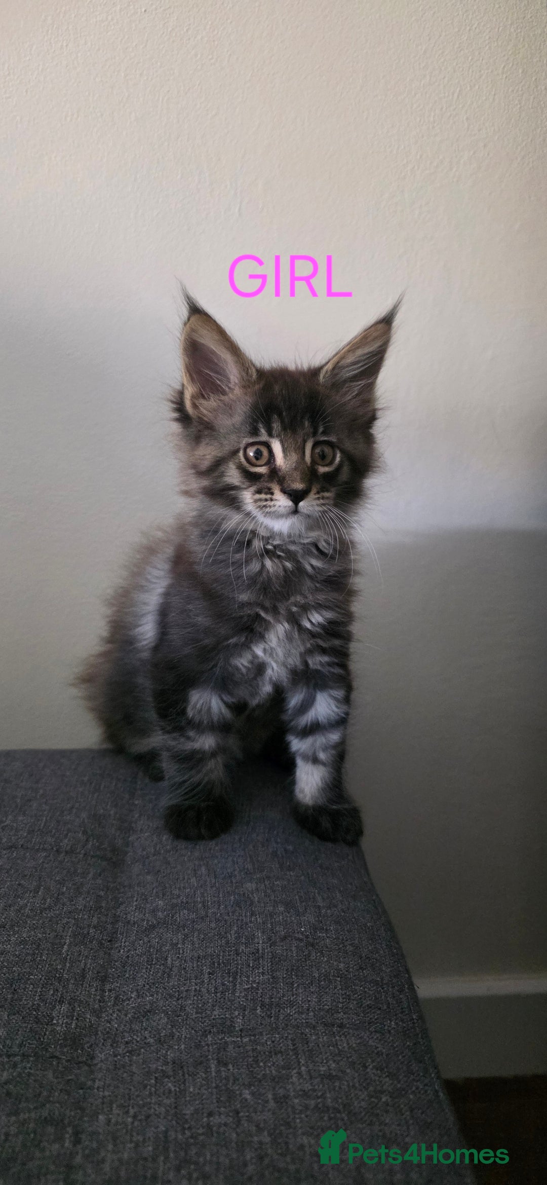 Maine Coon cats for sale: PURE BREED MAINE COONS KITTENS  - Image 2
