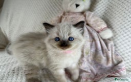 Ragdoll cats for sale: Stunning ragdoll kittens for sale  - Image 6